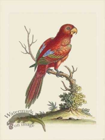 Edwards 173 LgTl Scarlet Lory